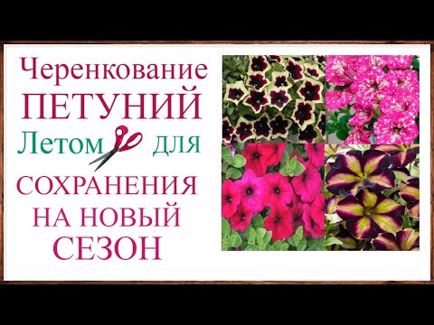 Видео: Черенкование петунии летом для сохранения и размножения на новый сезон Как подготовить и укоренить.