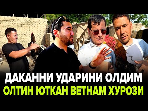 Видео: НАМАНГАНДАН УДАР ДАКАН ОЛАМАН ДЕБ УЙЛАМАГАНДИМ... ОЛТИН ЮТКАН ВЕТНАМ ДАКАНИ...