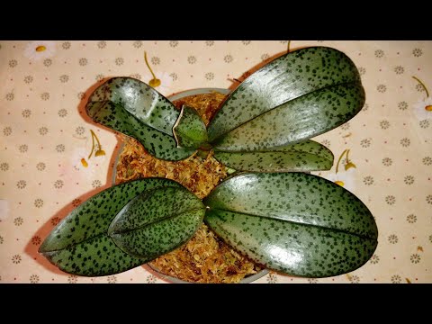 Видео: Закрытая Система | Парная Посадка Орхидей | Phal. Diffusion