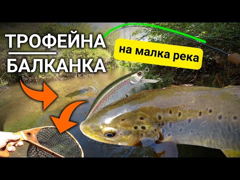 Видео: Закачих ТРОФЕЙНА балканска ПЪСТЪРВА на малка река | Small Stream  Big BROWN  TROUT with BFS tackle