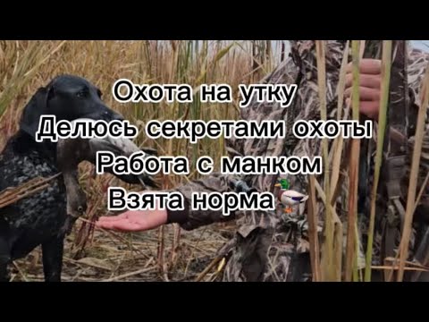 Видео: Октябрь 2025, ОХОТА НА УТКУ, ОХОТА С МАНКАМИ, #hunting #полювання #охотанауток #duckhunting #охота 