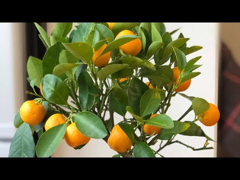 Видео: Спасение каламондина. Залив, хлороз, сбрасывание листьев.
