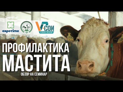 Видео: Профилактика мастита! Обзор на полезный семинар и как добились снижение заболеваемости на 1,4 %!