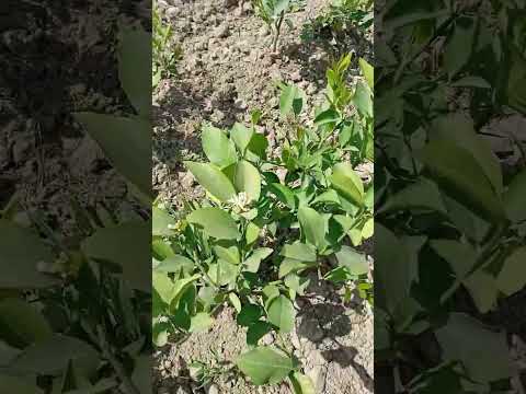 Видео: Лимон кочатлар кузга таййор боладитхудо хохласа ишончли сер хосил