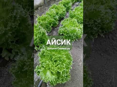 Видео: АЙСИК - хрустящий листовой салат (тип Айсберг) с красивым, резным краем листа - Добрые Семена.ру