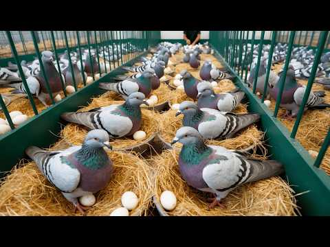 Видео: Как выращивают миллионы голубей — Процесс разведения голубей — Сбор яиц.