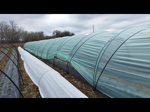 Видео: Туннели из Агроспана (спанбонт, агроволокно) Мини туннель парник для клубнике и не только!