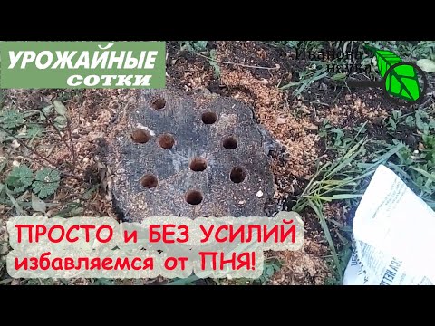Видео: Легко и просто удалить ПЕНЬ без корчевки! Вся процедура займет пару минут работы!