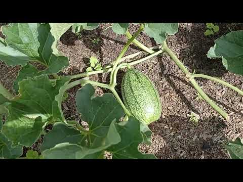 Видео: Дыни продолжают расти.