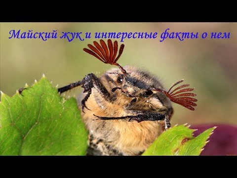 Видео: Майский жук и интересные факты о нем