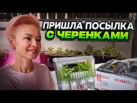 Видео: РАСПАКОВКА ПОСЫЛКИ С ЧЕРЕНКАМИ.