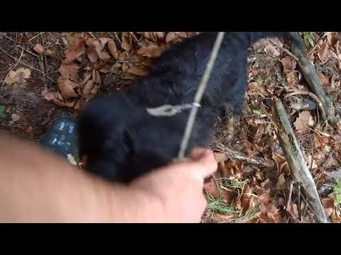 Видео: Установка КП - 320. Попытка быстрой поимки бобра.