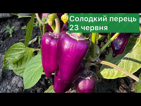 Видео: Мій солодкий перець 23 червня. Огляд сортів🫑