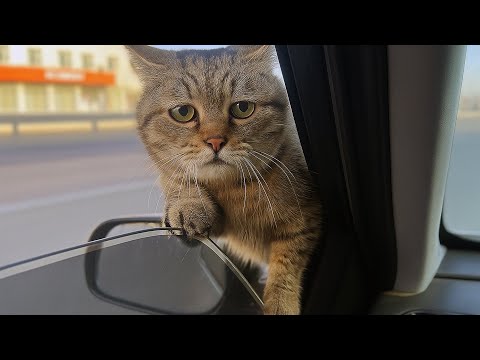 Видео: Кот царапался в окно машины.. Мужчина впустил его. Утром ветеринар шокировал его новостью..