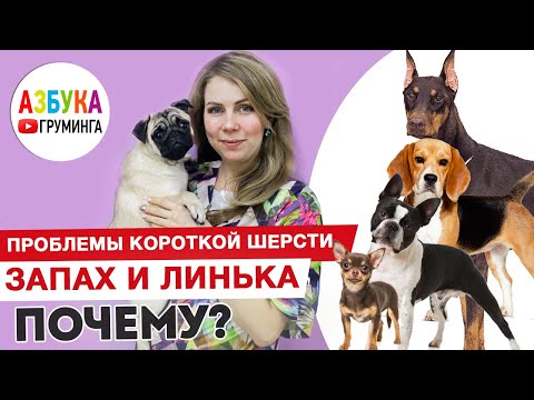 Видео: Груминг мопса. Короткая шерсть - линька и как убрать запах.