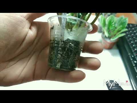 Видео: Распаковка посылки с фиалками!