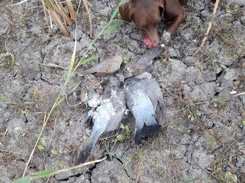 Видео: ОХОТА НА ВЯХИРЯ И ГОРЛИЦУ 2019