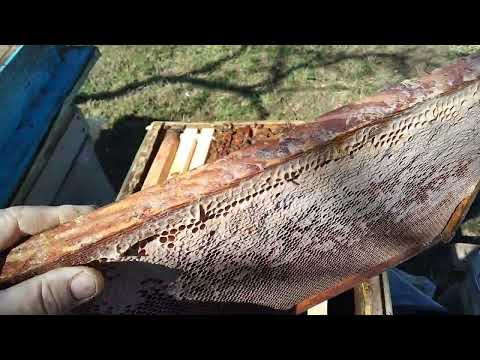 Видео: Перевожу пчёл из улья рута на дадан.