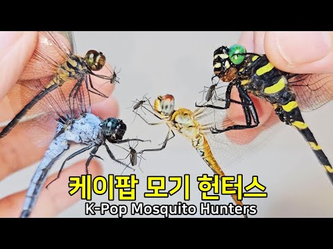 Видео: K-Pop Охотники на комаров: K-Стрекозы Уничтожают Всех Комаров!