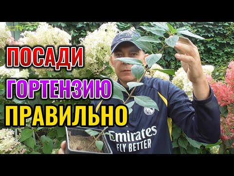Видео: Не сажай гортензию, пока не посмотришь это видео: вот чем нужно подкормить гортензию при посадке