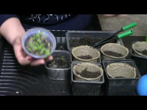 Видео: Азарина от посева до цветения  /фильм первый/