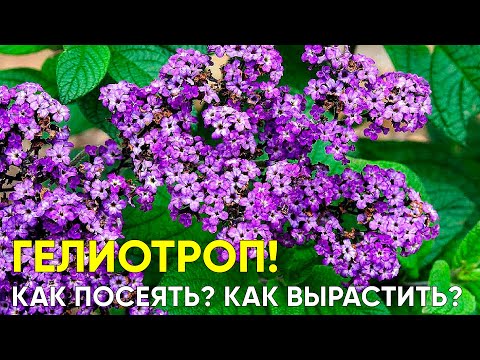 Видео: Секреты выращивания Гелиотропа из семян. Тонкости посева, пикирования, прищипки. Цветение