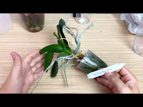 Видео: погибли корни орхидеи / пересадка орхидеи только с воздушными корнями / какую корицу для орхидей