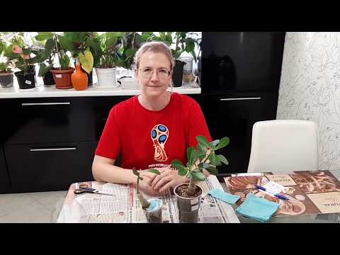 Видео: АДЕНИУМ. Лучший способ упаковки растений для отправки почтой на канале "Цветочная фея"