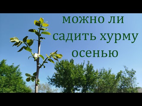 Видео: Посадка саженцев хурмы осенью. Эксперимент.