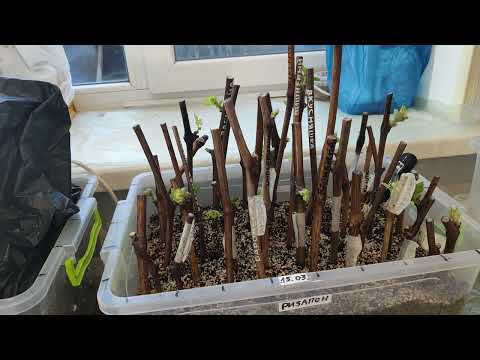 Видео: С чем лучше укоренились черенки винограда, с ризапоном или корневином. Трудно поверить но факт.