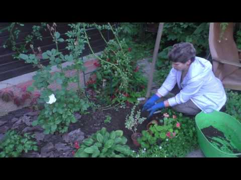 Видео: Сажаю БЕРЕСКЛЕТ ФОРЧУНА Не путайте его с винкой!!!