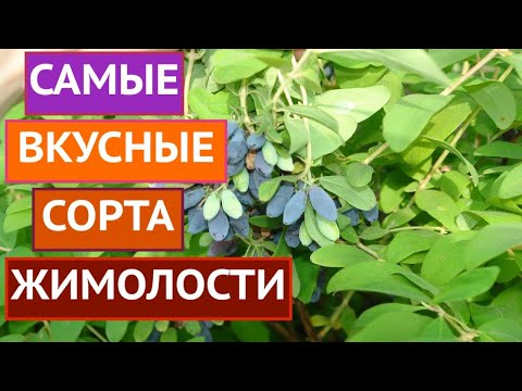 Видео: ЭТИ ЖИМОЛОСТИ ИМЕЮТ ВКУСНЕЙШИЕ СЪЕДОБНЫЕ ЯГОДЫ И РОСКОШНЫЙ ВНЕШНИЙ ВИД!