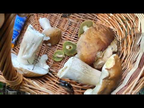 Видео: В ЛЕС🌲 ПО ГРИБЫ🍄 ДА ПО ЯГОДЫ.🫐