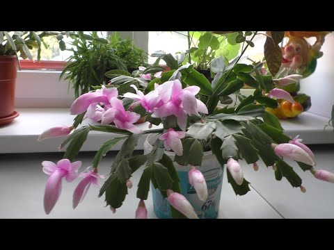 Видео: Декабрист. Ноябрь 2021г.