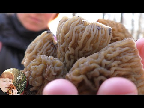 Видео: СМОРЧКИ, СТРОЧКИ и СМОРЧКОВАЯ ШАПОЧКА: чем отличаются? Весенние грибы в апреле 2021