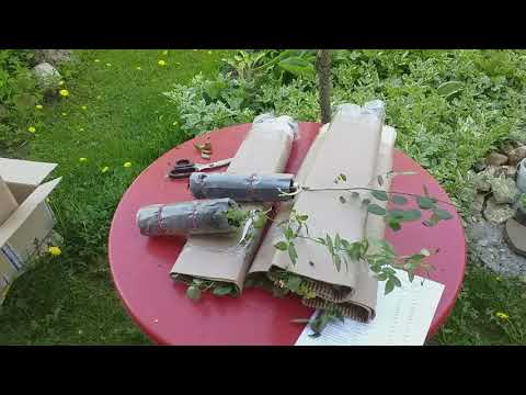 Видео: ОБЗОР  саженцев РОЗ  из питомника ВОКРУГ РОЗ есть вопрос!