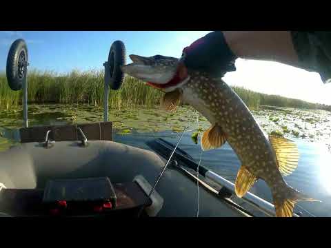 Видео: Клев щуки на копии воблеров DUO Realis Jerkbait 120 и OSP Varuna 110. Бешеный клев щуки в сентябре.