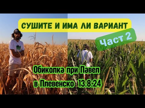 Видео: No Till при Павел - Слънчоглед и ранна царевица - 13.8.2024