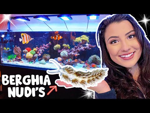 Видео: Удаление голожаберных бергий (Aiptasia)! (Обновление рифового аквариума 220 г)