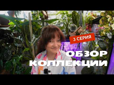 Видео: Обзор коллекции растений: гроутент, антуриумы, микроорхидеи, редкий филодендрон и хуперзия