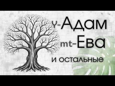 Видео: Y-Адам,  mt-Ева и остальные предки. Моделирование.