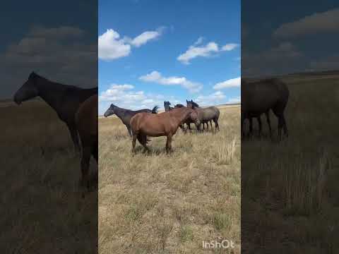 Видео: кең дала