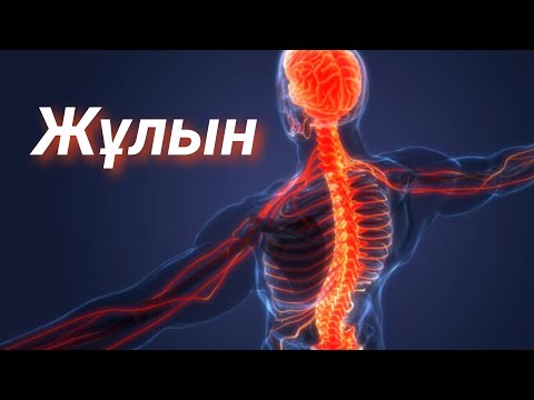 Видео: Жұлын құрылысы және қызметі