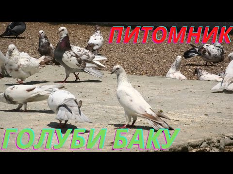Видео: Питомник Бакинских голубей Фарида и Вусала в Баку!