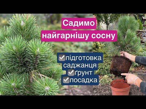 Видео: Найгарніша сосна , вже третя така. Як садила сосну.