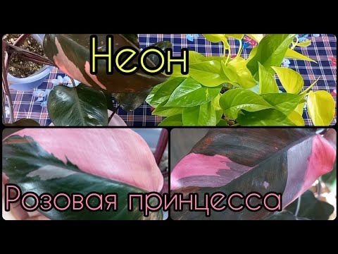 Видео: Филодендрон Розовая Принцесса и Эпипремнум Неон🌸Невероятно смотрятся вместе🌱Размножение🌸Укоренение🌱
