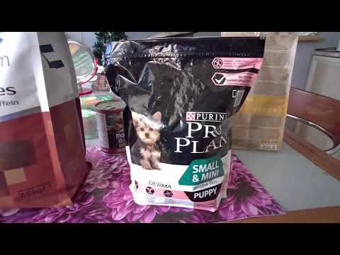 Видео: Цвергпинчеры.Кормление!