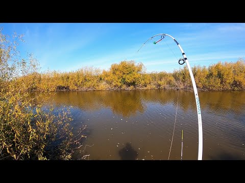 Видео: ДАВНЕНЬКО Я ТАК НЕ ЛОВИЛ! ЛАПТИ-КАРАСИ ГНУТ КРОКОДИЛЫ В ДУГУ! Ловим карасей на донки!Полевая кухня!