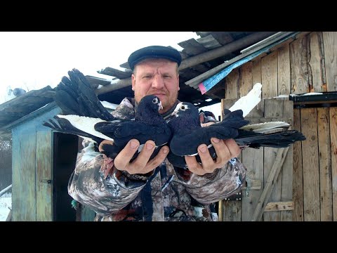 Видео: Курские и Николаевские голуби Олега Матвеева, Тульская обл. / Kursk and Nikolaev pigeons