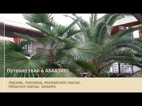 Видео: Путешествие в Абхазию август 2022 г